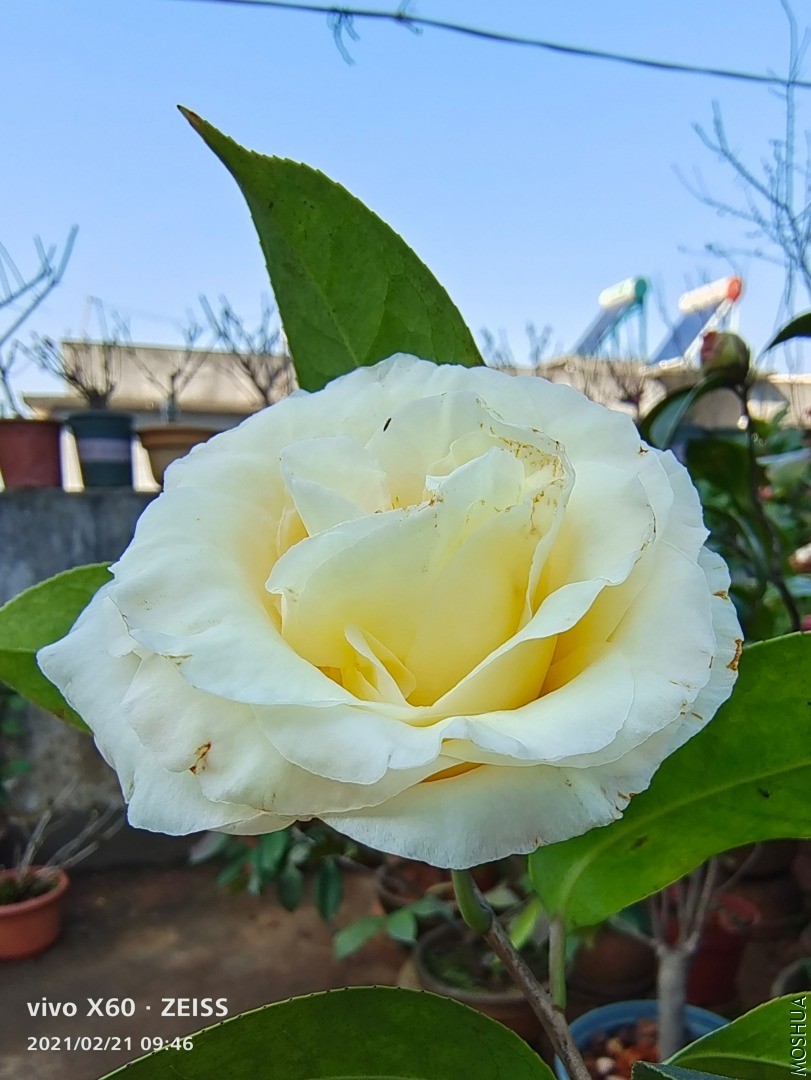 IMG_20210221_094653.jpg