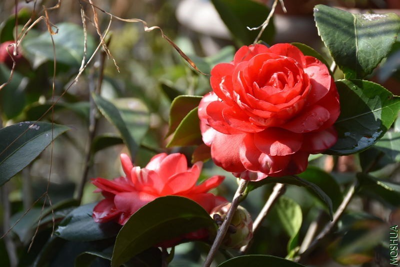 DSC_01530153.JPG