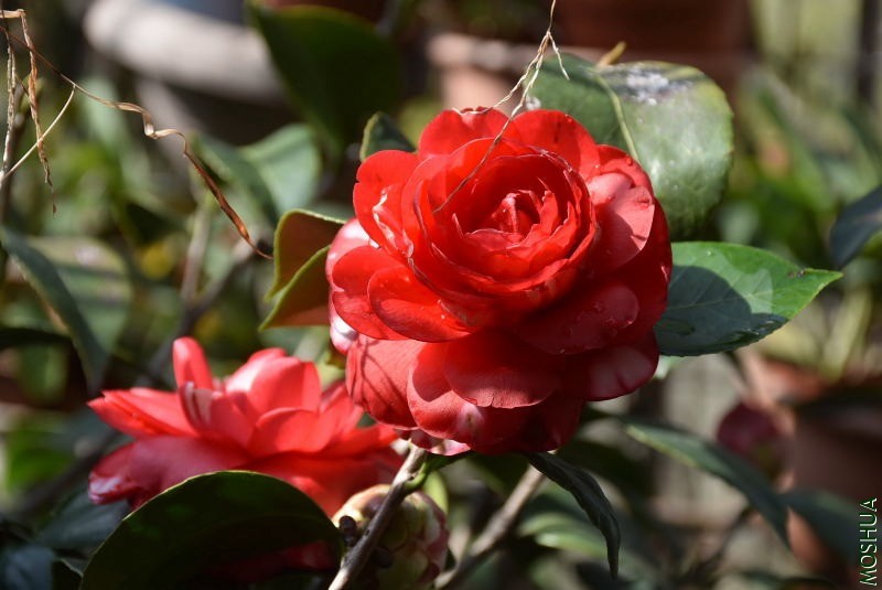 DSC_01470147.JPG