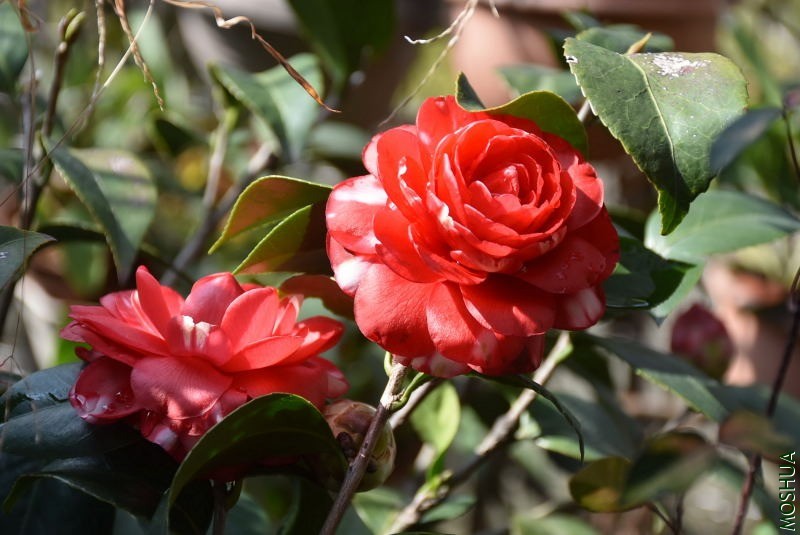 DSC_01550155.JPG