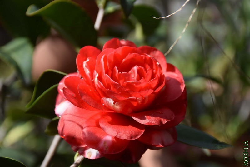 DSC_01340134.JPG