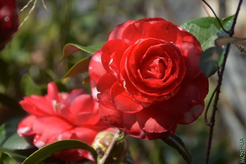 DSC_01380138.JPG