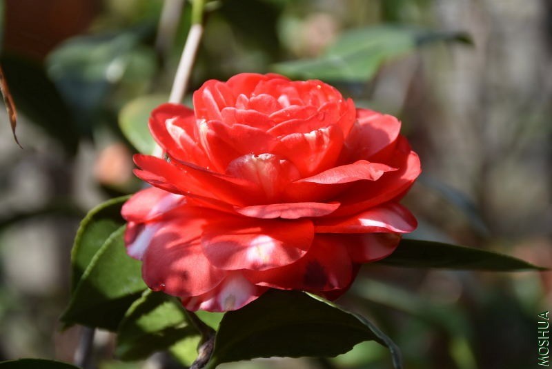 DSC_01360136.JPG