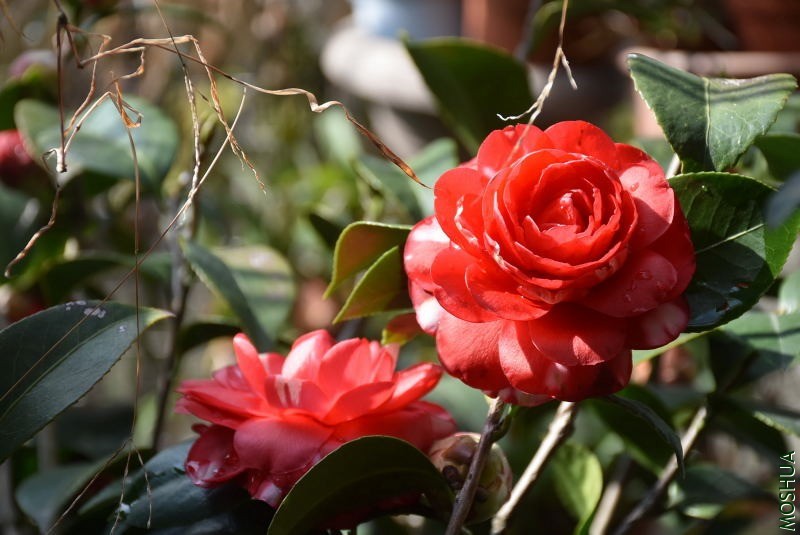 DSC_01520152.JPG