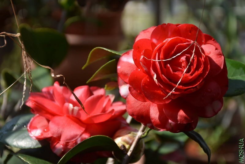 DSC_01450145.JPG
