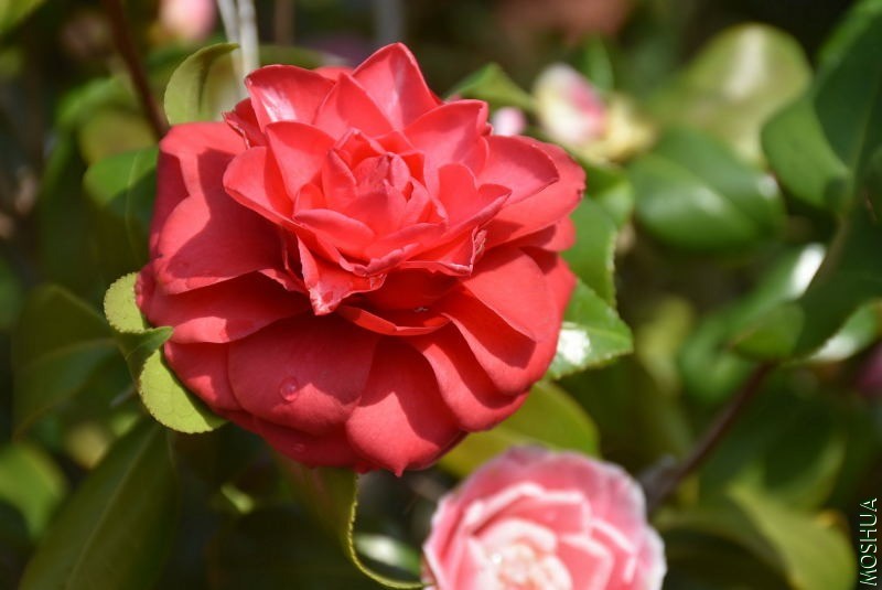 DSC_00930093.JPG