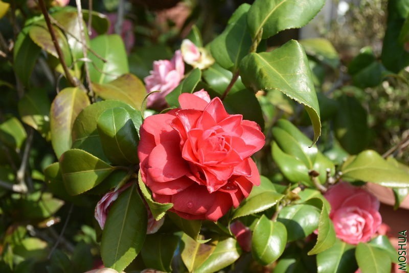 DSC_01030103.JPG