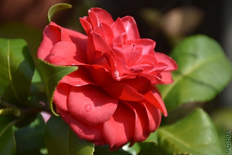 DSC_01100110.JPG