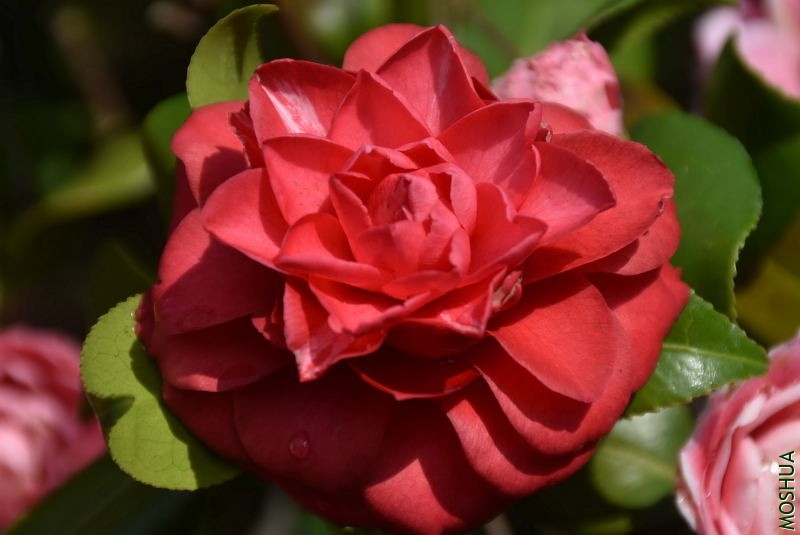 DSC_01170117.JPG