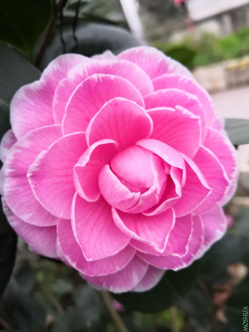IMG_20201209_174920.jpg