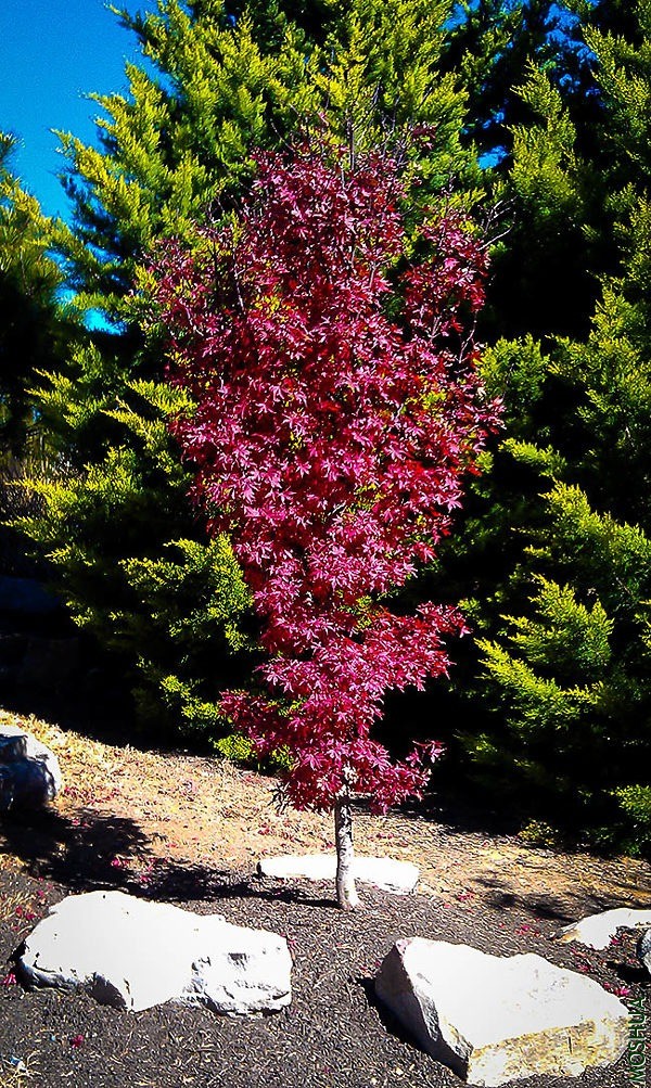 twombeys-red-sentinel-jap-maple-1-600x1003.jpg