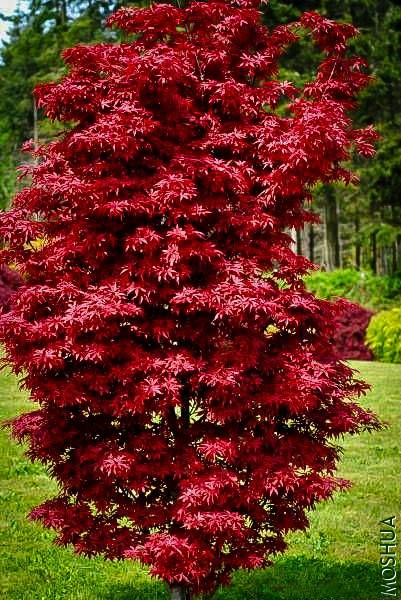 twombeys-red-sentinel-jap-maple-2.jpg