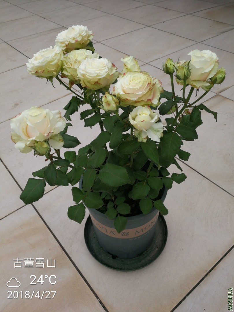 IMG_20180427_113947.jpg