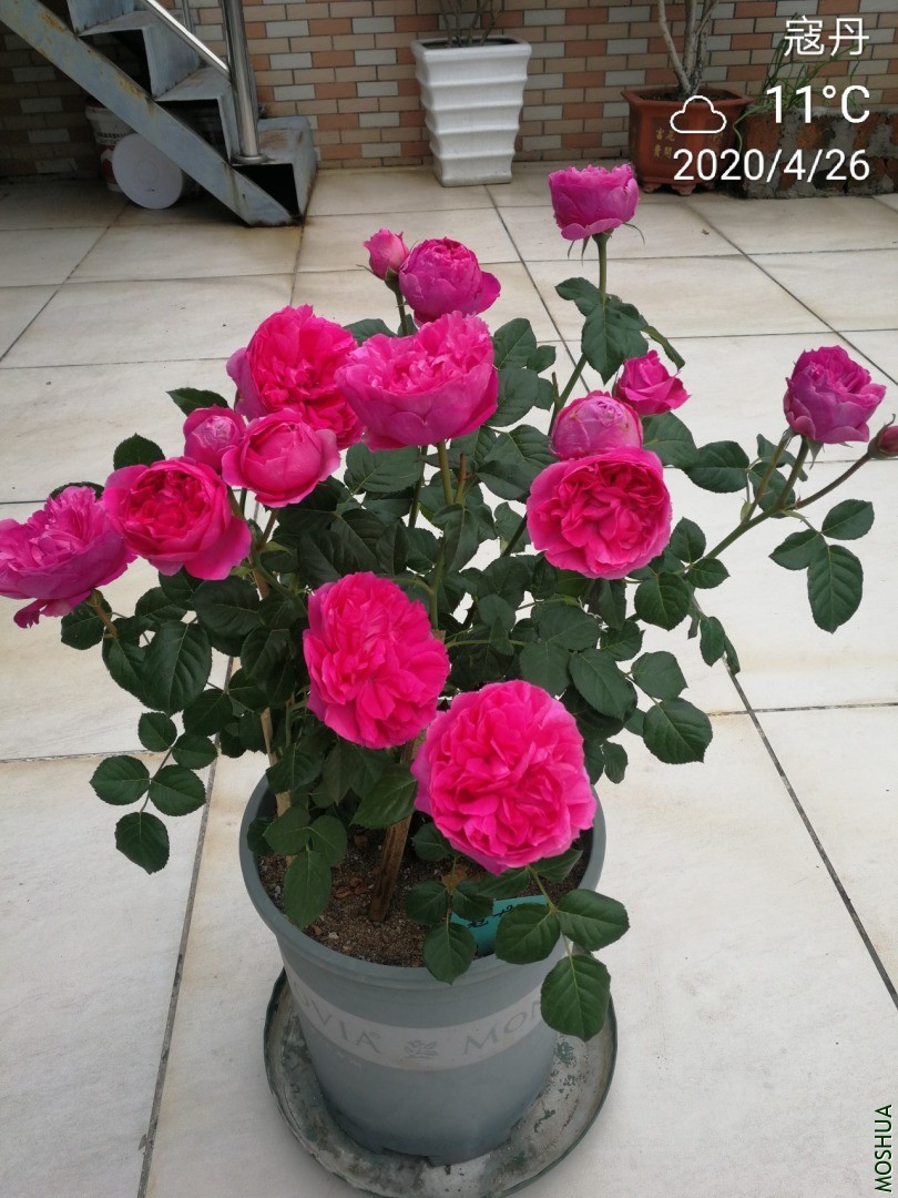 IMG_20200426_084054.jpg