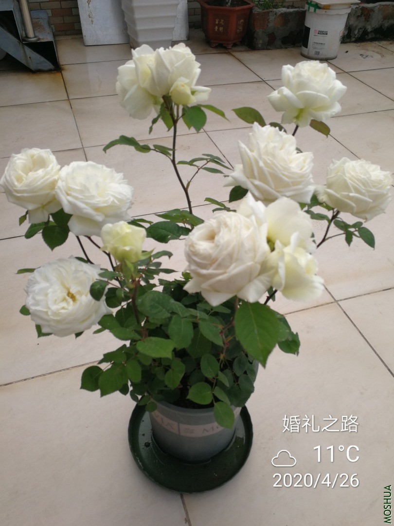 IMG_20200426_084221.jpg