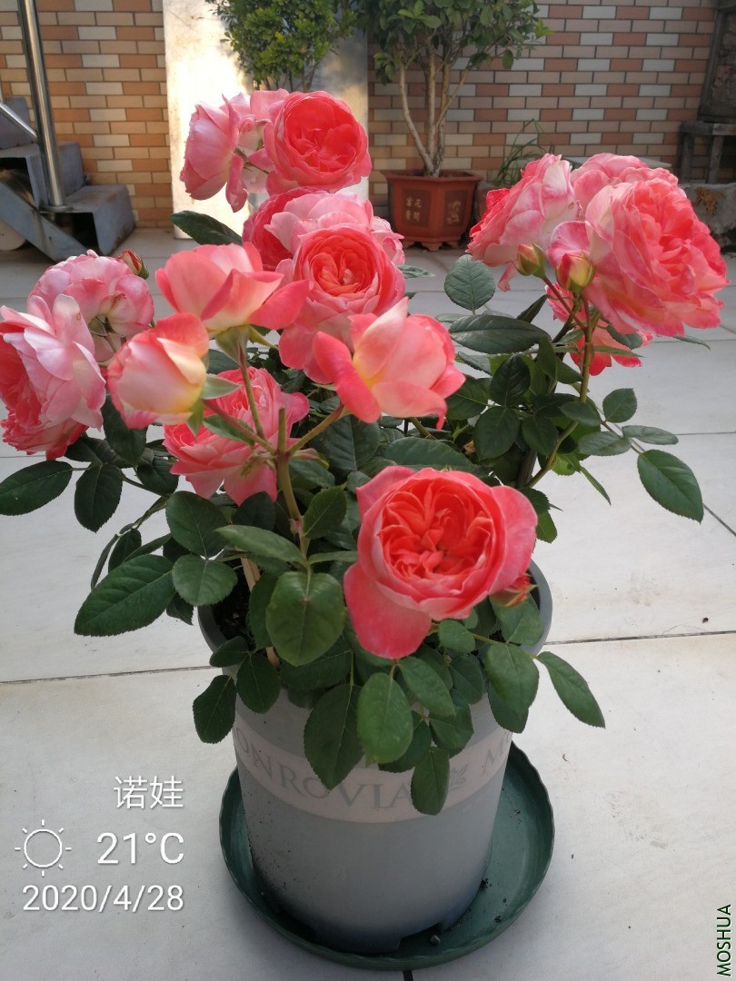 IMG_20200428_144854.jpg