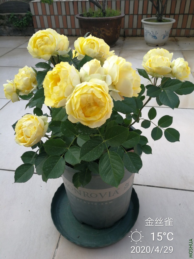 IMG_20200429_100220.jpg