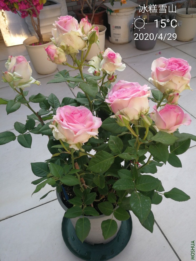 IMG_20200429_100358.jpg