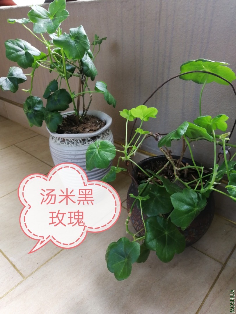 9060ADFD-A18A-462C-9AED-5B4099FD2298.jpeg