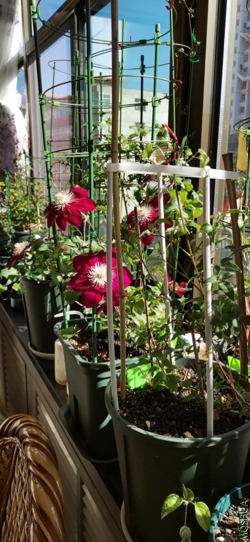 wx_camera_1613804899675.jpg