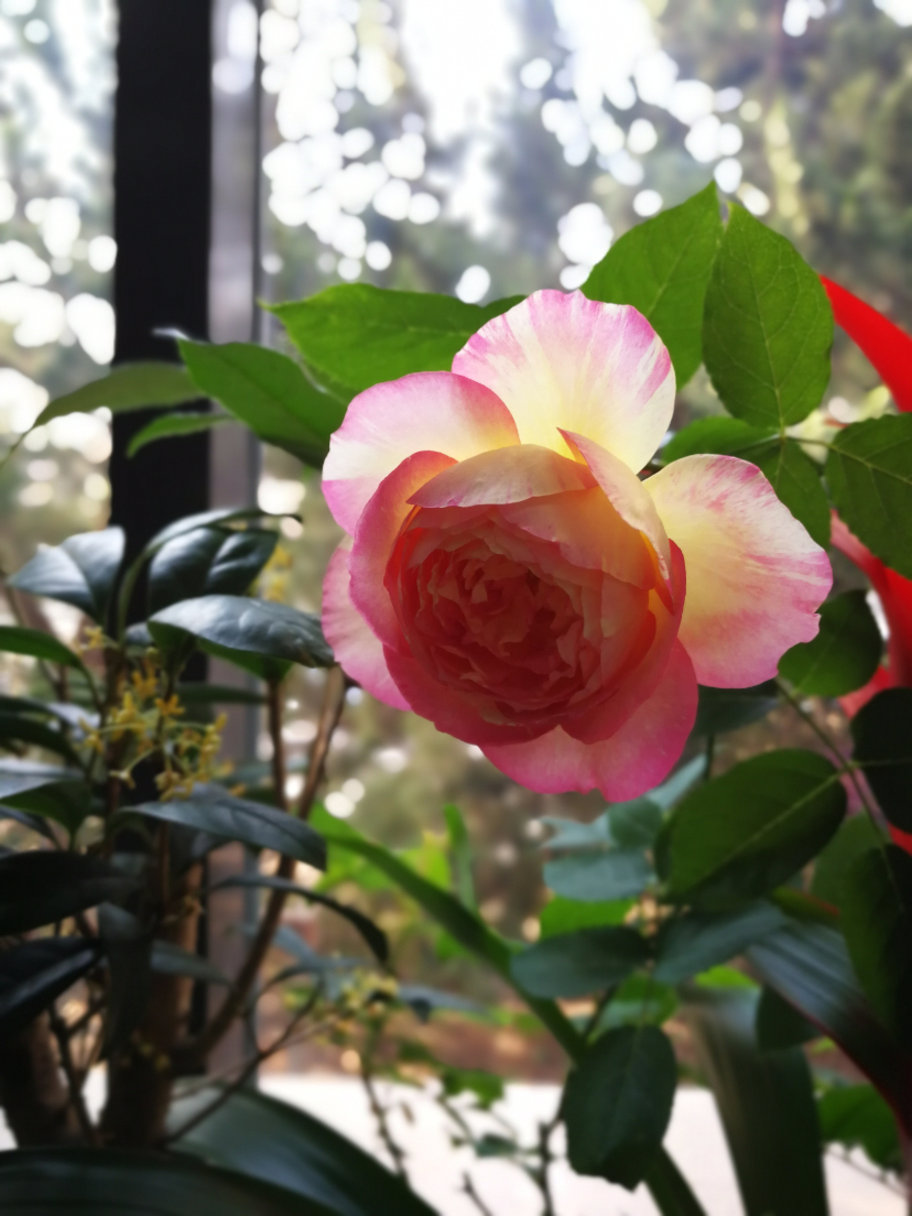 IMG_20210319_074229.jpg