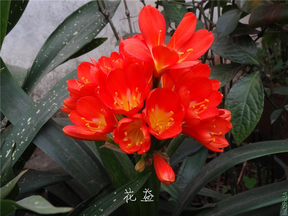 DSC05138.jpg