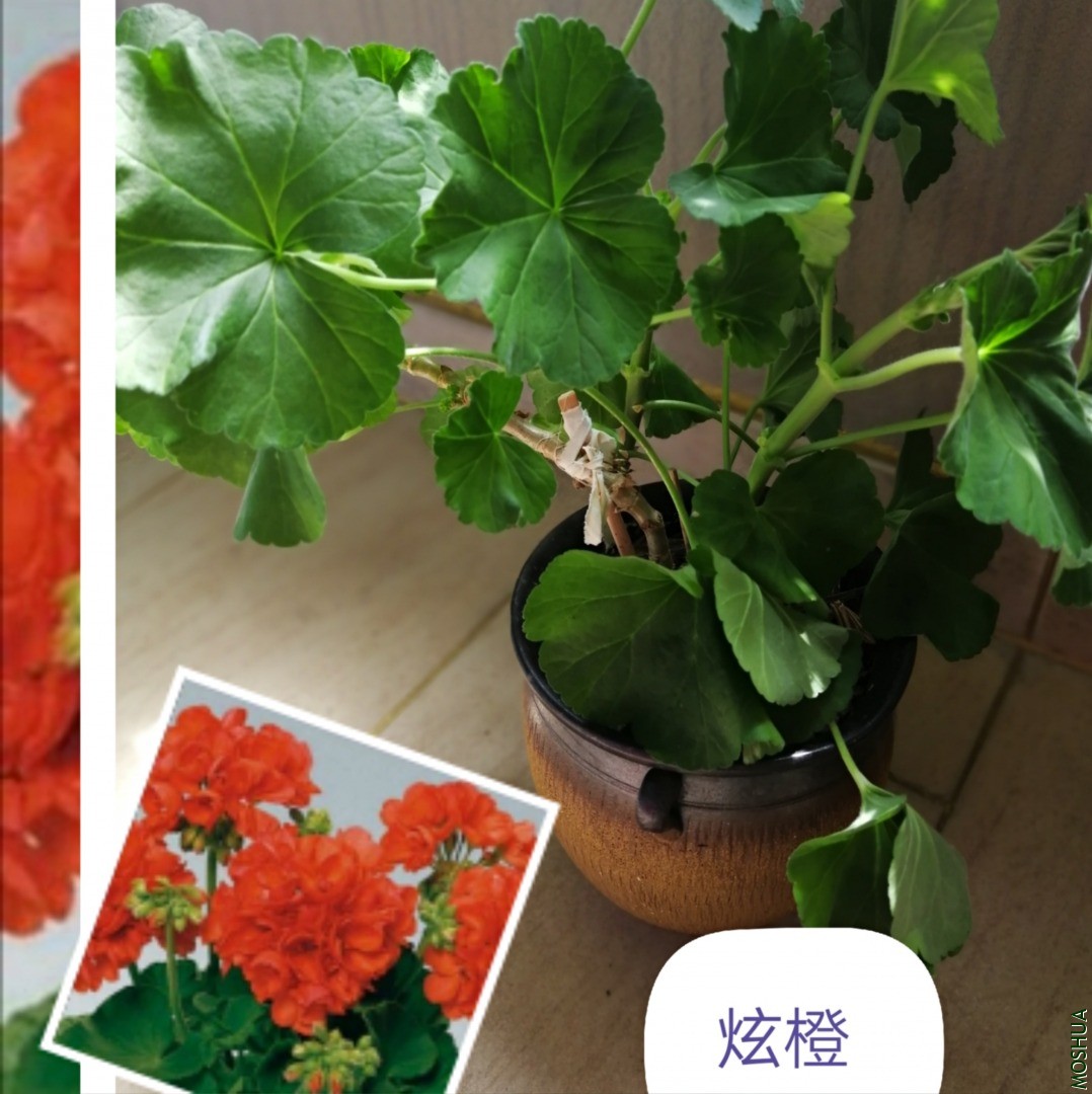 061105D7-8BAA-4B57-BAC2-59226DB4FD1C.jpeg