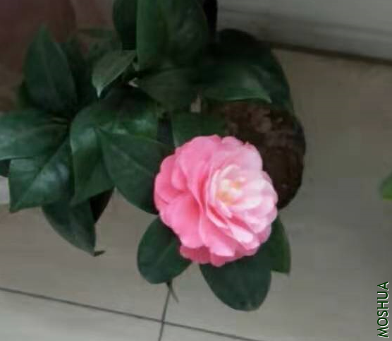΢��ͼƬ_20210401092655.jpg