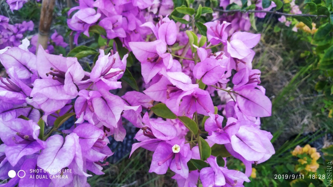 IMG_20190911_182816.jpg
