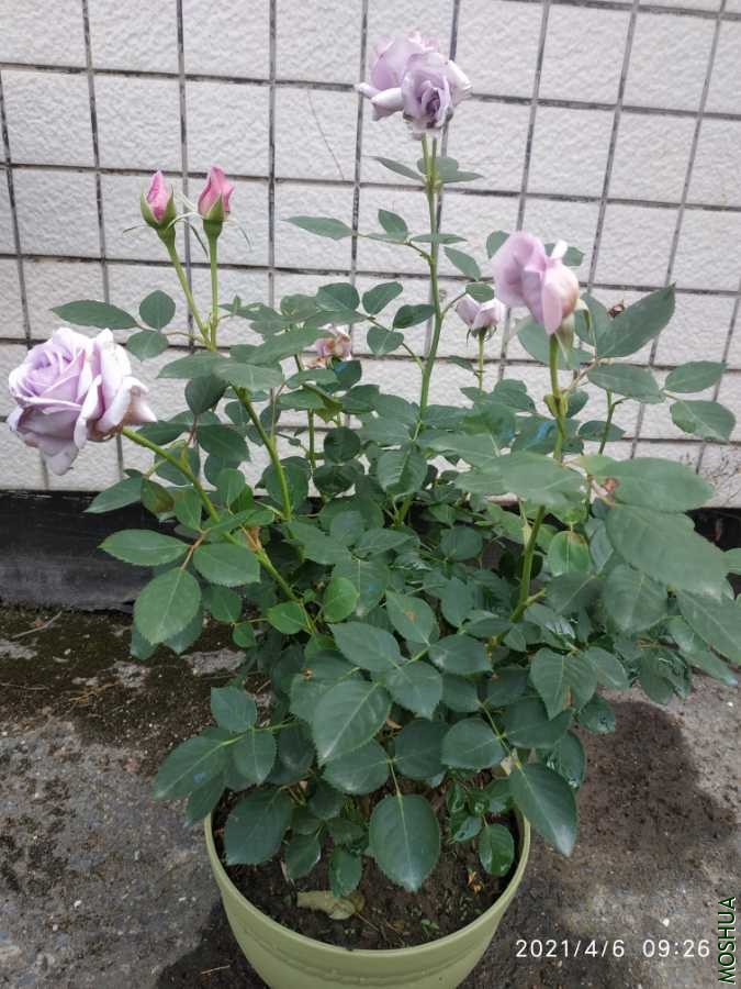 IMG_20210406_092623.jpg