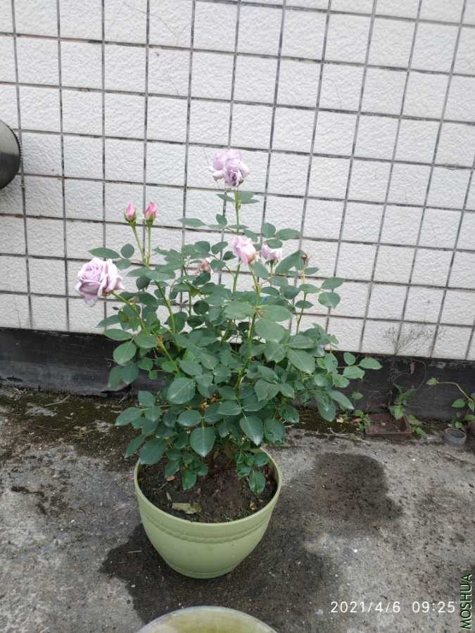 IMG_20210406_092557.jpg