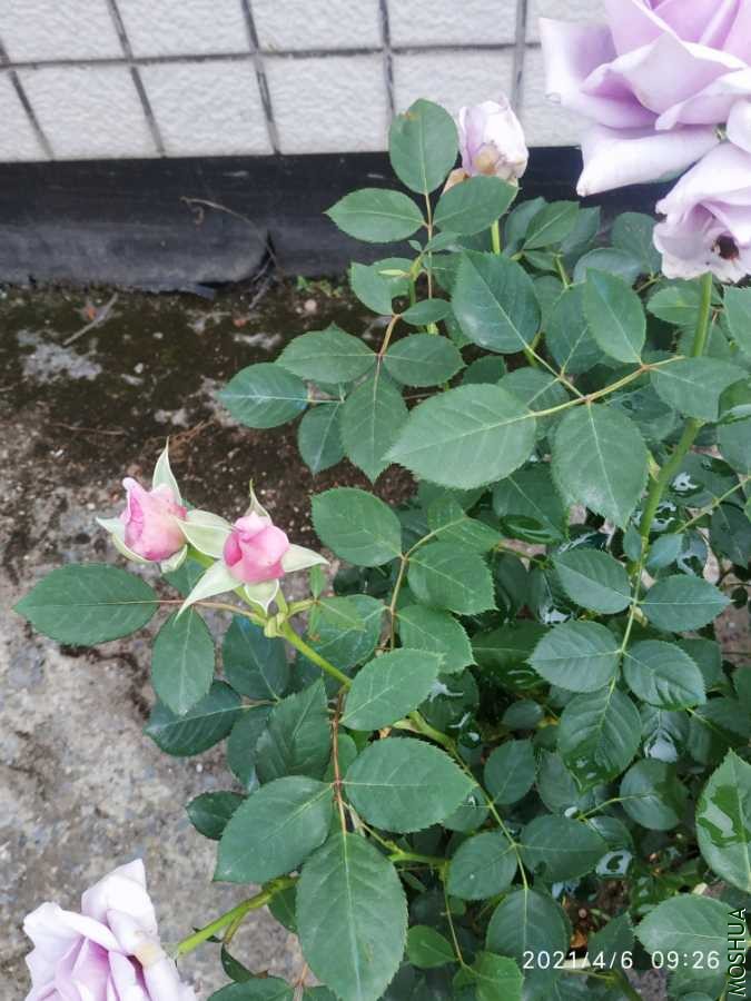 IMG_20210406_092613.jpg