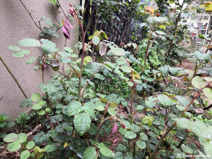IMG_20210327_072859.jpg