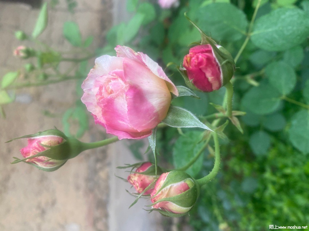 ΢��ͼƬ_20210407161212.jpg