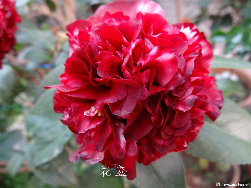 DSC05162.jpg