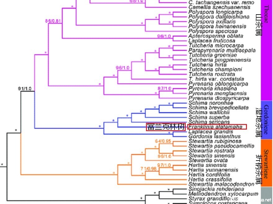 Phylogeny-of-Theaceae-inferred-from-maximum-likelihood-ML-analysis-of-the-combined.jpg