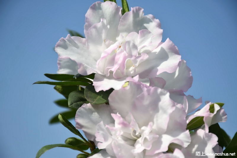 DSC_03230323.JPG