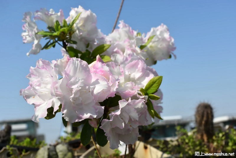 DSC_03610361.JPG