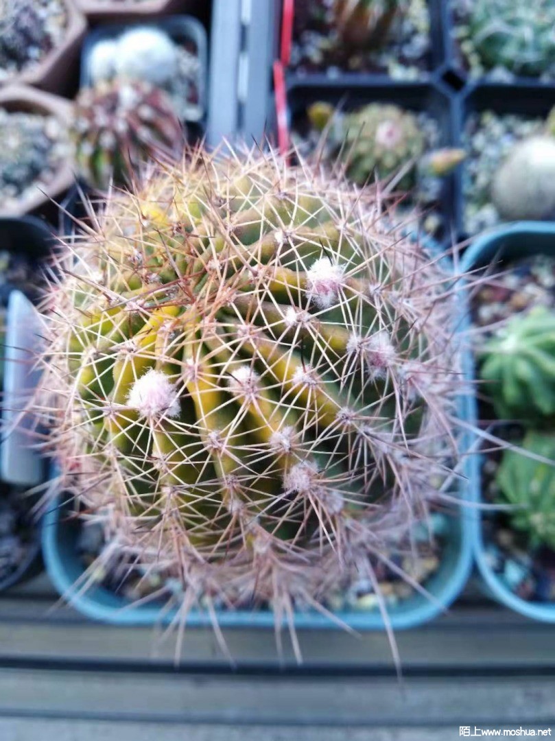 ΢��ͼƬ_20210410060439.jpg