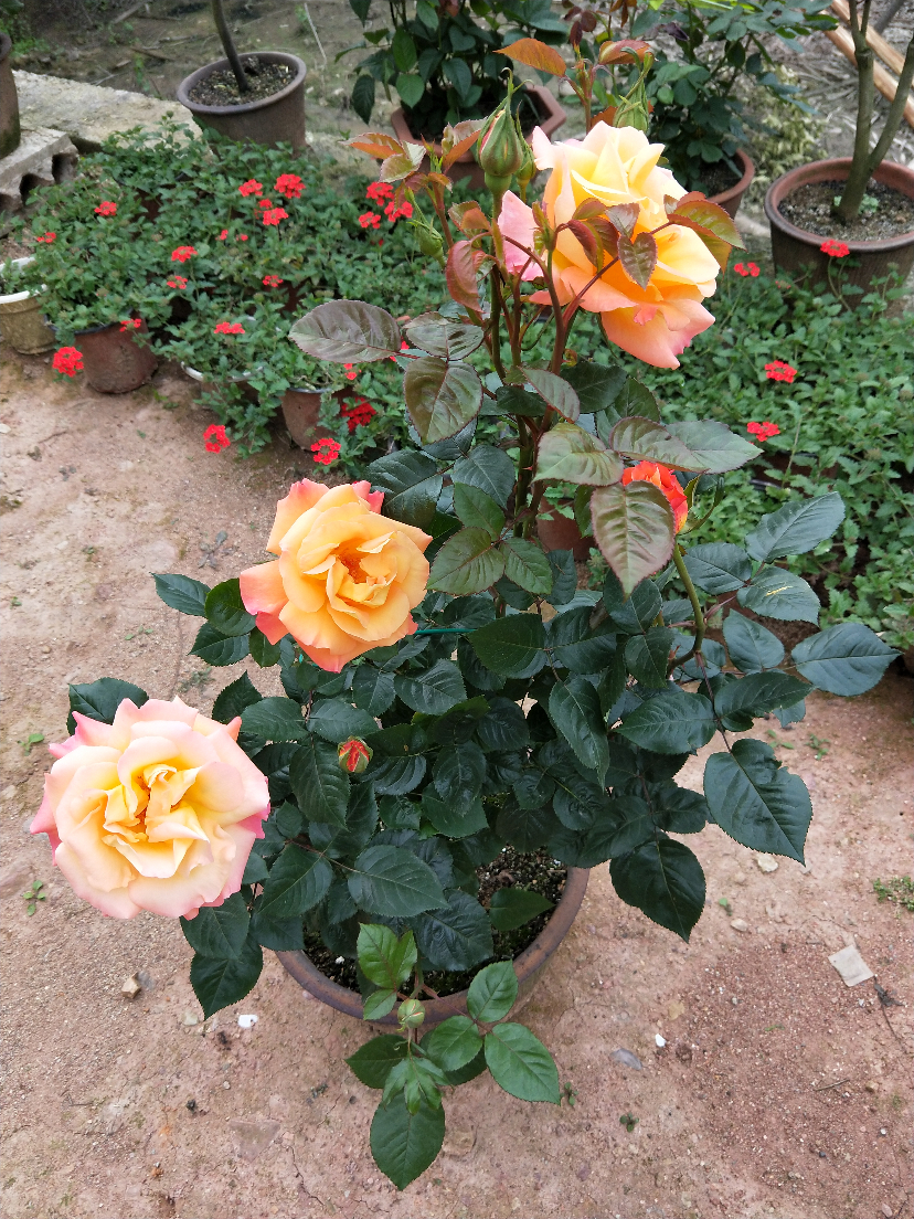 IMG20210410164803.jpg