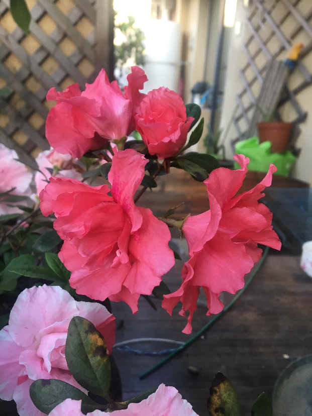 F78B0C25-D705-4BF7-9144-7864FFD4D8AE.jpeg