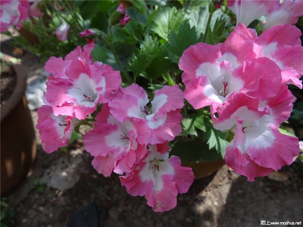DSC05164.jpg
