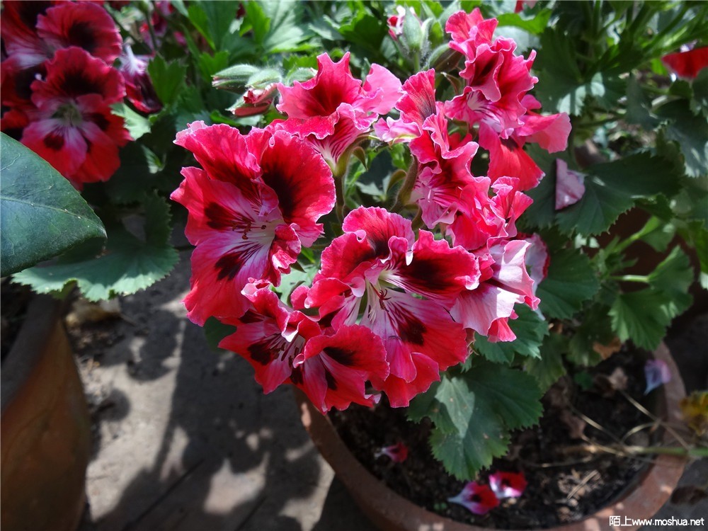 DSC05168.jpg