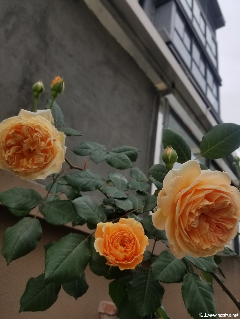 ΢��ͼƬ_202104111243321.jpg