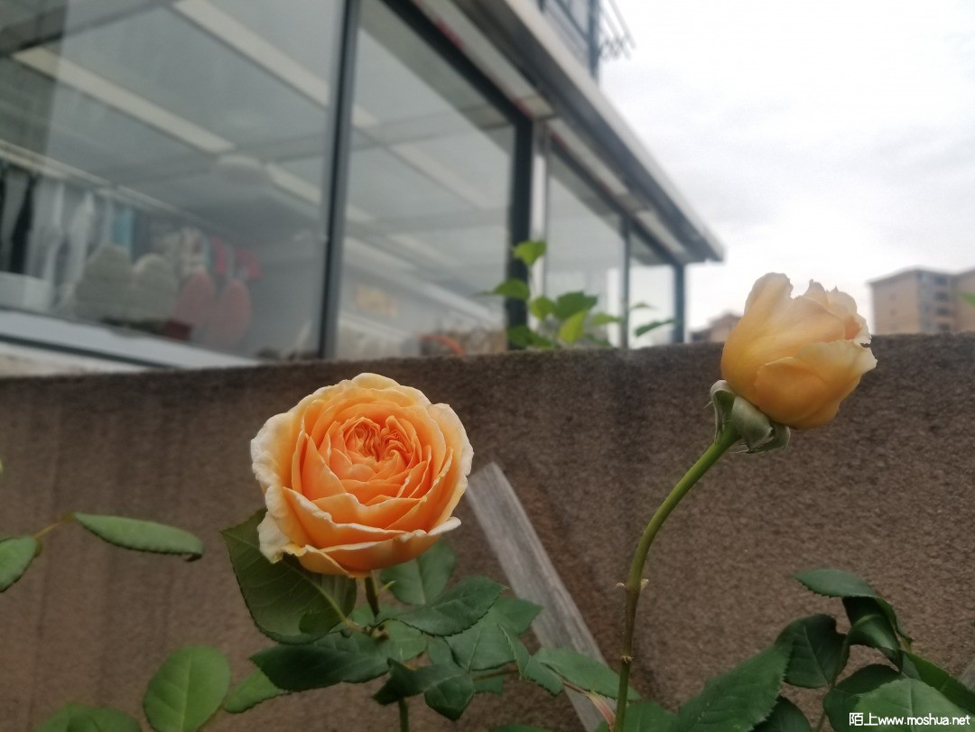 ΢��ͼƬ_202104111243327.jpg