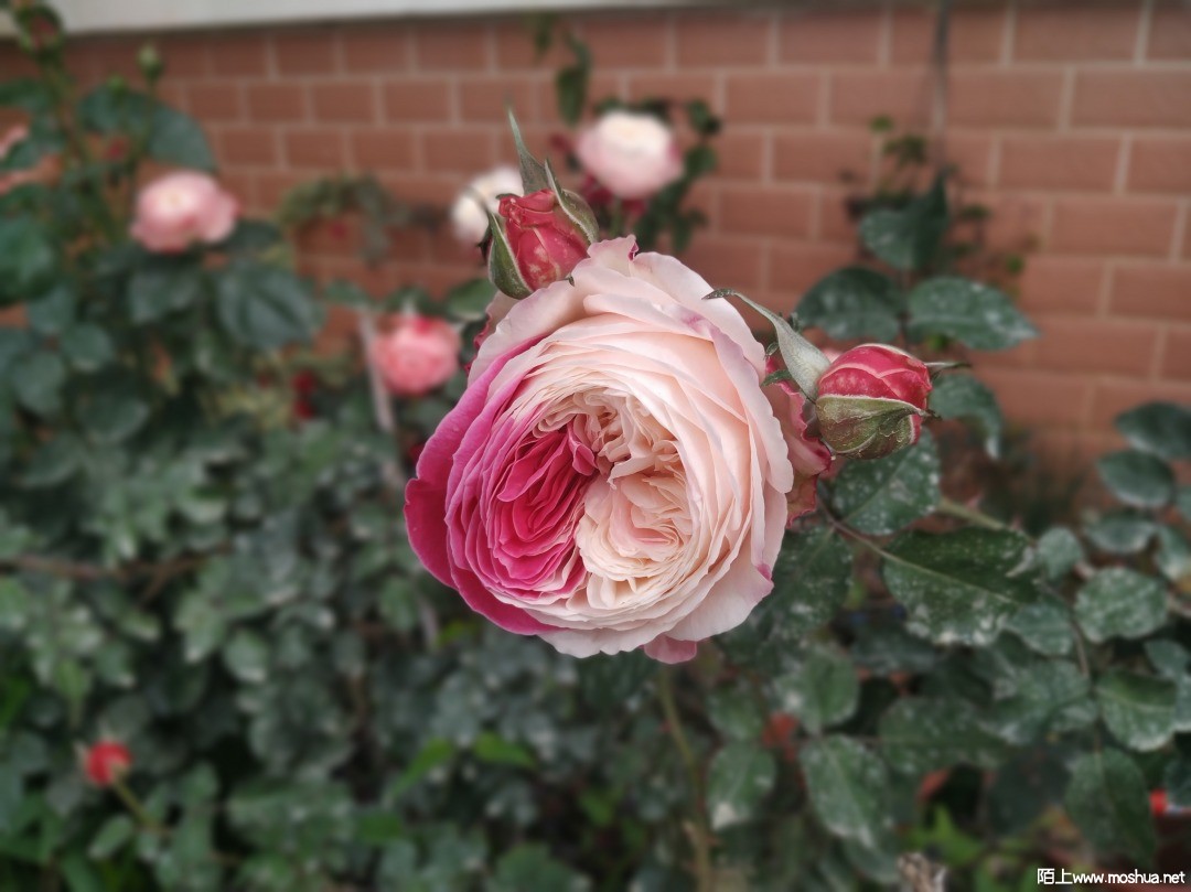 ��ɫ�ߵ�����