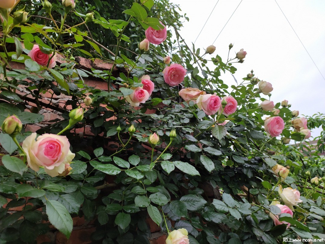 IMG_20210418_094521.jpg