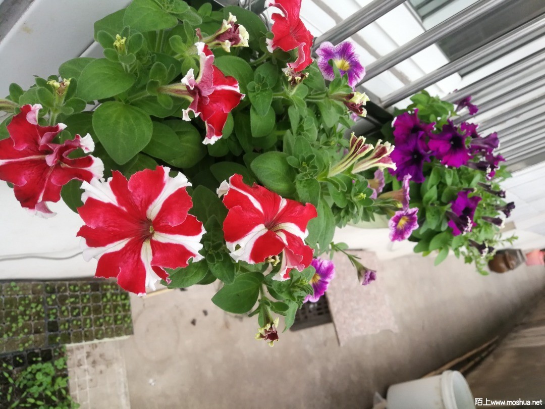 IMG_20210418_071507.jpg