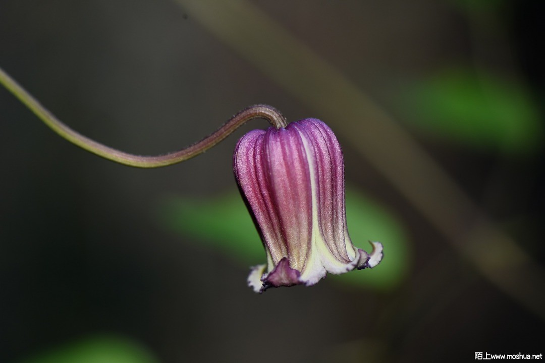 DSC_6109.JPG
