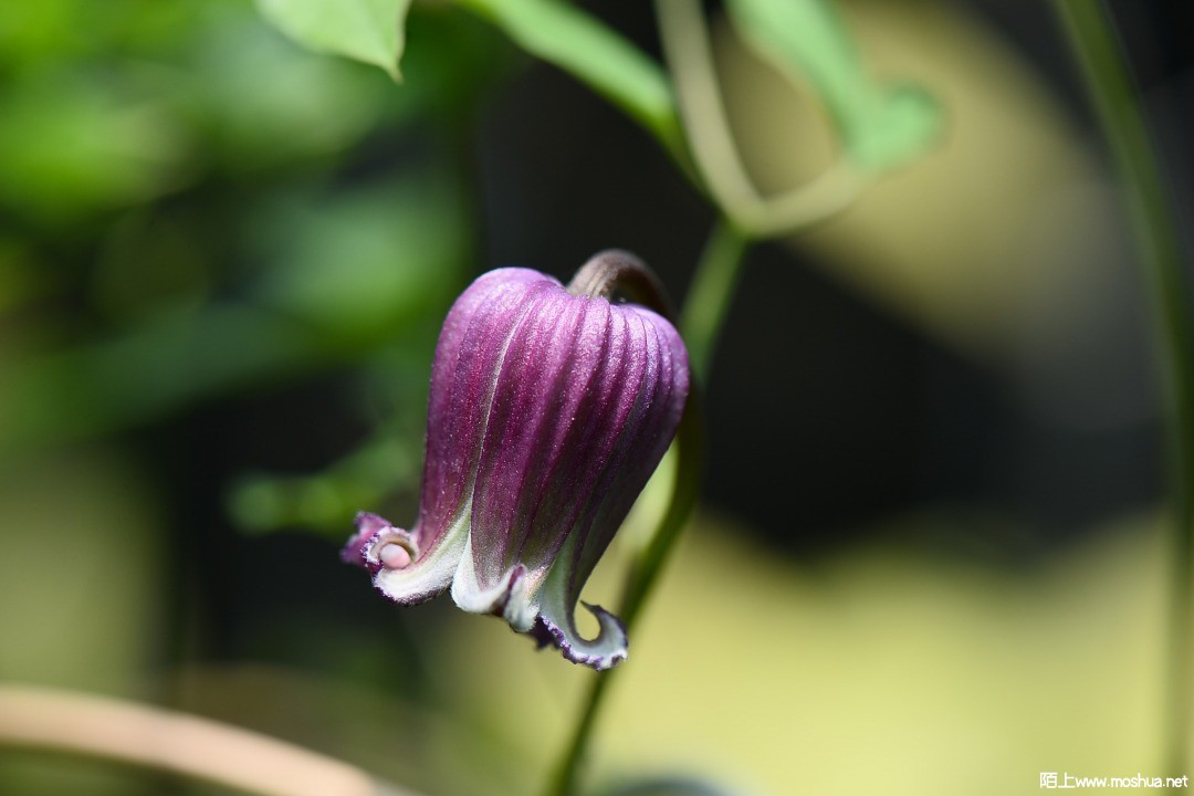 DSC_6182.JPG